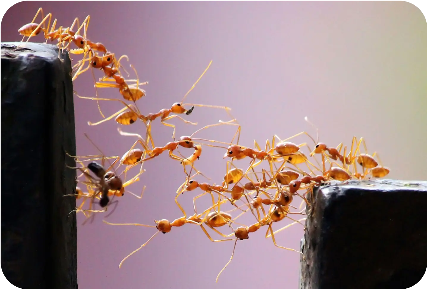 Ants building a bridge across a gap